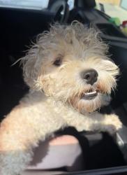 Found/Stray Unknown Dog last seen Panorama Loop and Carlton Pkwy, Ellis County, TX 75165