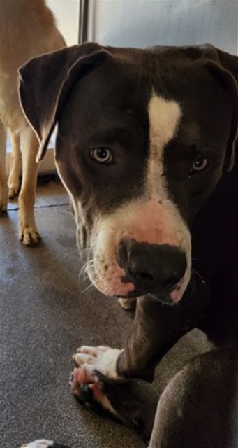 Shelter Stray Male Dog last seen PALM/POPLAR, 333 Chandler Pl, San Bernardino, CA 92408, USA