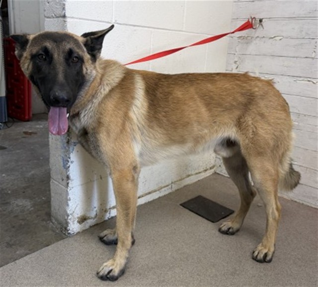 Shelter Stray Male Dog last seen Near BLOCK N MEDICAL DR, 333 Chandler Pl, San Bernardino, CA 92408, USA