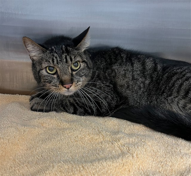 Shelter Stray Male Cat last seen WOODSIDE AVE X PORTOLA, 1419 Bryant St, San Francisco, CA 94103, USA