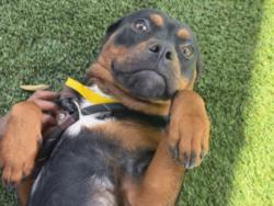 Shelter Stray Female Dog last seen , 1850 W 60th St, Los Angeles, CA 90047, USA