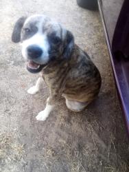 Found/Stray Female Dog last seen Indian meridian and Britton rd, Jones, OK 73049