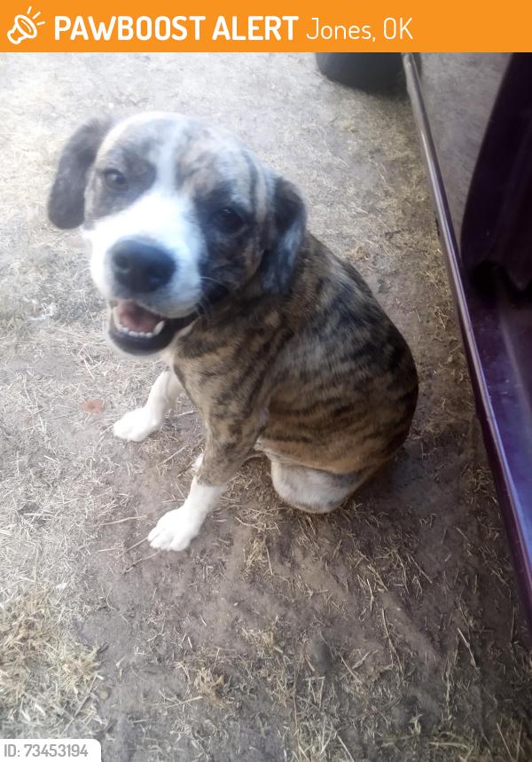 Found/Stray Female Dog last seen Indian meridian and Britton rd, Jones, OK 73049