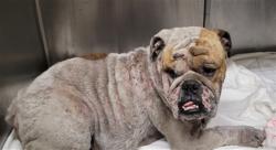 Shelter Stray Male Dog last seen , 1850 W 60th St, Los Angeles, CA 90047, USA