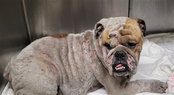 Shelter Stray Male Dog last seen , 1850 W 60th St, Los Angeles, CA 90047, USA