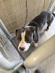 Shelter Stray Male Dog last seen Near BLOCK E BRUNDAGE LN, BAKERSFIELD,CA, 201 S Mt Vernon Ave, Bakersfield, CA 93307, USA