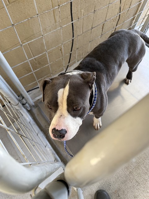 Shelter Stray Male Dog last seen Near BLOCK E BRUNDAGE LN, BAKERSFIELD,CA, 201 S Mt Vernon Ave, Bakersfield, CA 93307, USA
