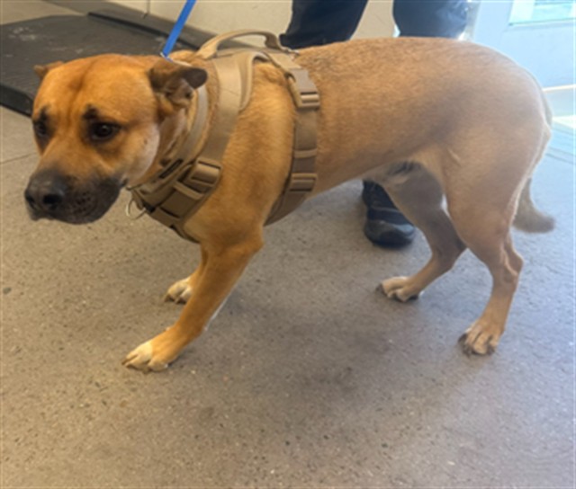 Shelter Stray Male Dog last seen COUNTRY CLUB DR AND MCKELLIPS DR, 1920 S Lewis, Mesa, AZ 85210, USA