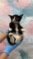 Shelter Stray Unknown Cat last seen DUNISCH RD / DUCKS POND WAY, 9150 Union Park Way, Elk Grove, CA 95624, USA