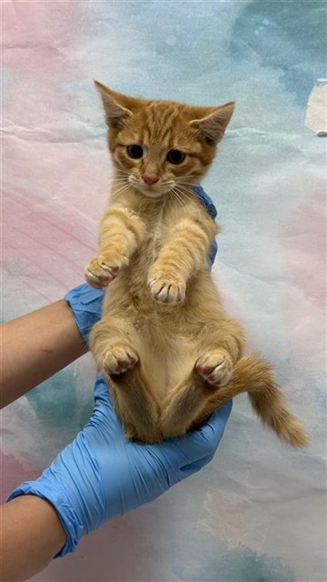 Shelter Stray Unknown Cat last seen DUNISCH RD / DUCKS POND WAY, 9150 Union Park Way, Elk Grove, CA 95624, USA