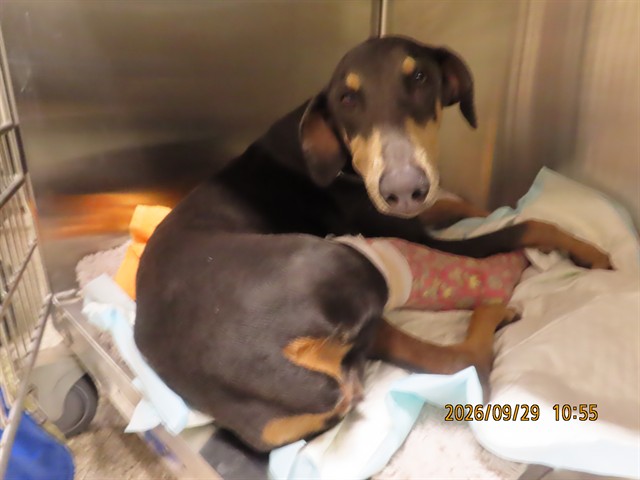 Shelter Stray Female Dog last seen 59TH AVE/THOMAS, 5501 E Van Buren St, Phoenix, AZ 85008, USA