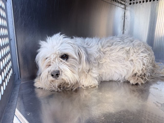 Shelter Stray Female Dog last seen W OSBORN RD AND N 75TH AVE, 2500 S 27th Ave, Phoenix, AZ 85009, USA