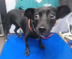 Shelter Stray Female Dog last seen 19TH AVE AND SOUTHERN AVE, 2500 S 27th Ave, Phoenix, AZ 85009, USA