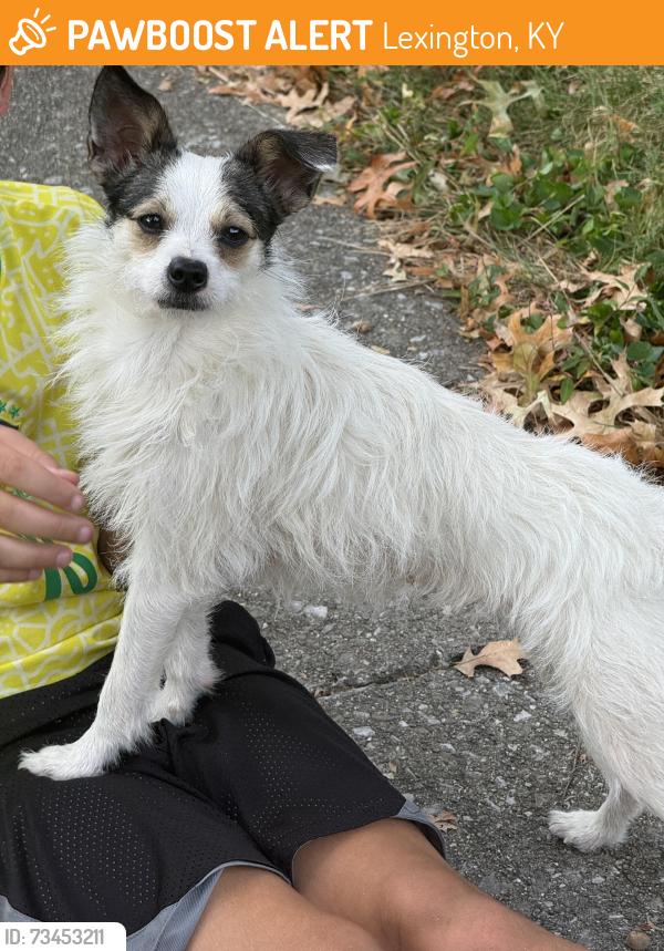 Found/Stray Female Dog last seen Tisdale drive and Merrimac, Lexington, KY 40503