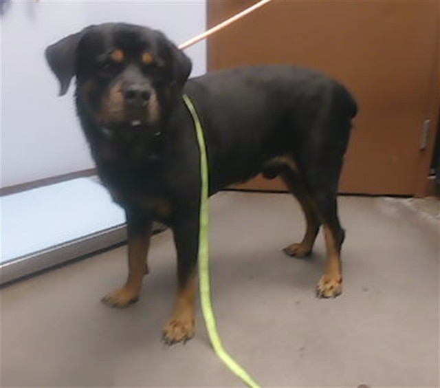 Shelter Stray Male Dog last seen 91ST AVE AND BROADWAY RD, 2500 S 27th Ave, Phoenix, AZ 85009, USA