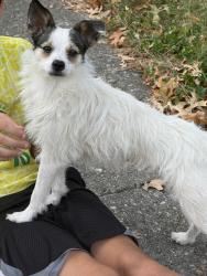 Found/Stray Female Dog last seen Tisdale drive and Merrimac, Lexington, KY 40503