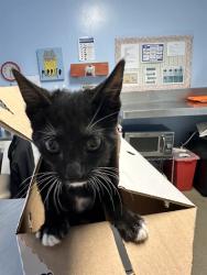 Shelter Stray Female Cat last seen Near BLOCK SPERRY ST, BAKERSFIELD CA 93307, 3951 Fruitvale Ave, Bakersfield, CA 93308, USA