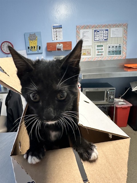 Shelter Stray Female Cat last seen Near BLOCK SPERRY ST, BAKERSFIELD CA 93307, 3951 Fruitvale Ave, Bakersfield, CA 93308, USA