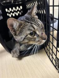 Shelter Stray Male Cat last seen 48TH AVE & STOCKTON BLVD, 2127 Front St, Sacramento, CA 95818, USA