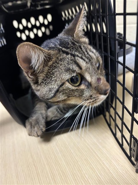 Shelter Removed Male Cat last seen 48TH AVE & STOCKTON BLVD, 2127 Front St, Sacramento, CA 95818, USA