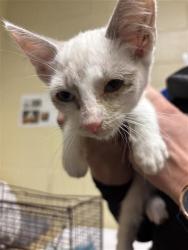 Shelter Stray Male Cat last seen JANRICK AVE & MCBRIDE WAY, 2127 Front St, Sacramento, CA 95818, USA