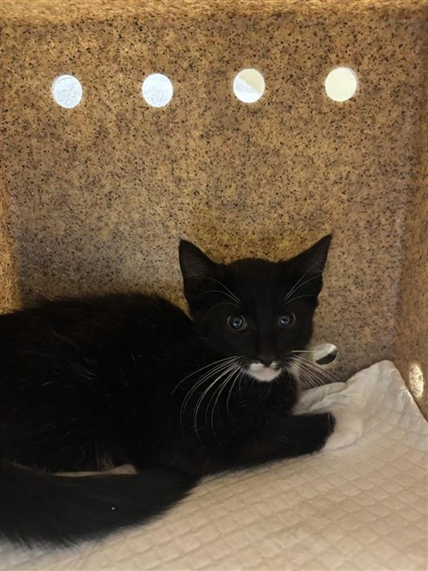 Shelter Stray Female Cat last seen JANRICK AVE & MCBRIDE WAY, 2127 Front St, Sacramento, CA 95818, USA