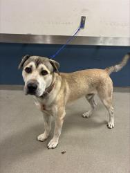 Shelter Stray Male Dog last seen Near BLOCK NW 12TH AVE,, 3599 NW 79th Ave, Doral, FL 33122, USA