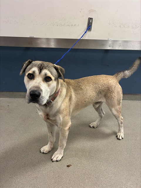 Shelter Stray Male Dog last seen Near BLOCK NW 12TH AVE,, 3599 NW 79th Ave, Doral, FL 33122, USA