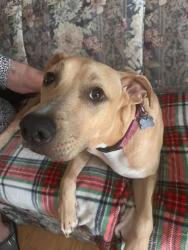 Shelter Stray Male Dog last seen HALE AVE, 3528 Newburg Rd, Louisville, KY 40218, USA