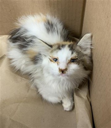 Shelter Stray Female Cat last seen BETTY DRIVE, Visalia, CA 93292, USA