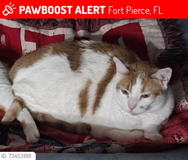 Lost Female Cat last seen Near cobblestone drive, Fort Pierce, FL 34945
