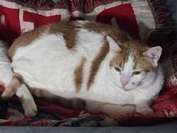 Lost Female Cat last seen Near cobblestone drive, Fort Pierce, FL 34945
