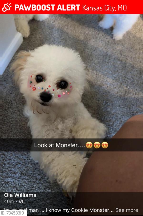 Lost Female Dog last seen 44th and Norton, Kansas City, MO 64127