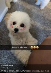 Lost Female Dog last seen 44th and Norton, Kansas City, MO 64127
