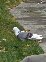 Found/Stray Unknown Bird last seen Markham village, Markham, ON 