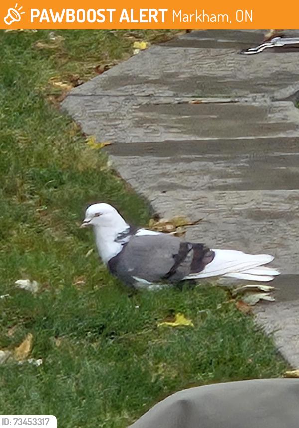 Found/Stray Unknown Bird last seen Markham village, Markham, ON 