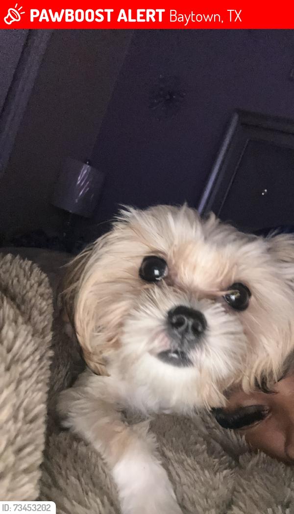 Lost Female Dog last seen Highlands ranch subdivision, Baytown, TX 77521