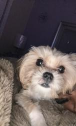 Lost Female Dog last seen Highlands ranch subdivision, Baytown, TX 77521