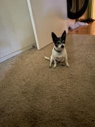 Reunited Male Dog last seen Savemart, Tracy, CA 95376