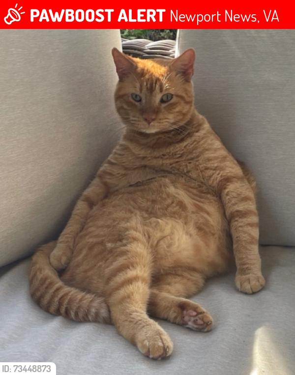 Lost Male Cat last seen Dorothy’s Landing, Newport News, VA 23608