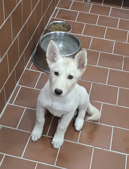 Shelter Stray Female Dog last seen Near blk townley- EV, EVERMAN, TX, 3961 Bluebell Dr, Everman, TX 76140, USA