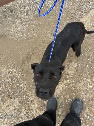 Shelter Stray Female Dog last seen Near blk Mansfield hwy- FH, FOREST HILL, TX, 3961 Bluebell Dr, Everman, TX 76140, USA