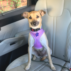 Reunited Female Dog last seen Midway Blvd & Denlyn St, Novato, CA 94947