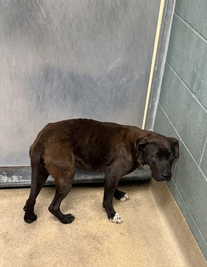Shelter Stray Male Dog last seen Rusting / Seminary Onramp, Oakland,, 1101 29th Ave, Oakland, CA 94601, USA