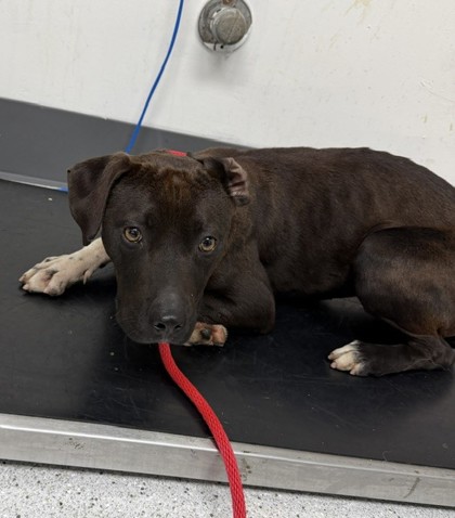 Shelter Stray Female Dog last seen Rusting / Seminary Onramp, Oakland,, 1101 29th Ave, Oakland, CA 94601, USA