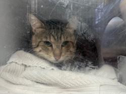 Shelter Stray Unknown Cat last seen Near 25th street, Oakland, CA, 1101 29th Ave, Oakland, CA 94601, USA