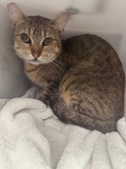 Shelter Stray Unknown Cat last seen Near 25th street, Oakland, CA, 1101 29th Ave, Oakland, CA 94601, USA