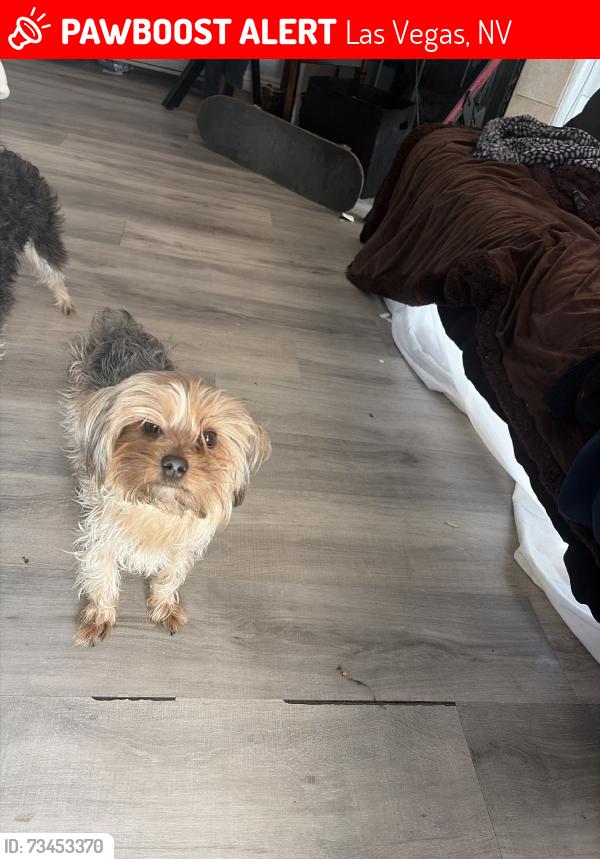 Lost Male Dog last seen Cheyenne and Decatur, Las Vegas, NV 89130