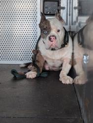 Shelter Stray Male Dog last seen Near N main, Keller, TX, 330 Rufe Snow Dr, Keller, TX 76248, USA