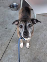 Shelter Stray Female Dog last seen Near Morgan Falls Rd, Sandy Springs, GA, 1251 Fulton Industrial Blvd NW, Atlanta, GA 30336, USA